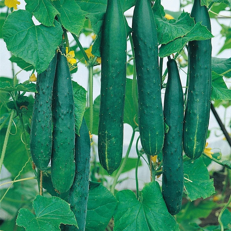 dt-brown VEGETABLE SEEDS Cucumber (Outdoor) Burpless Tasty Green F1 Seeds