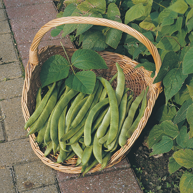 Runner Bean Scarlet Emperor Seeds