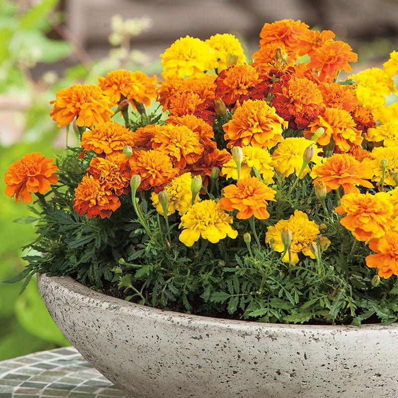 dt-brown FLOWER SEEDS Marigold (French) Boy O'Boy Mixed Flower Seeds