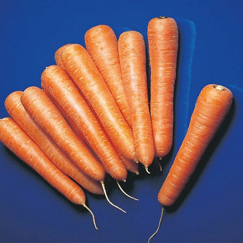 dt-brown VEGETABLE SEEDS Carrot Senior F1 Seeds