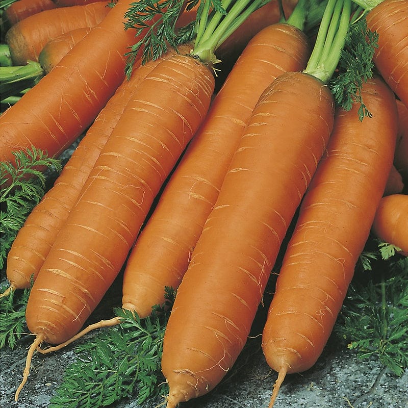 dt-brown VEGETABLE SEEDS Carrot Flyaway F1 AGM Seeds