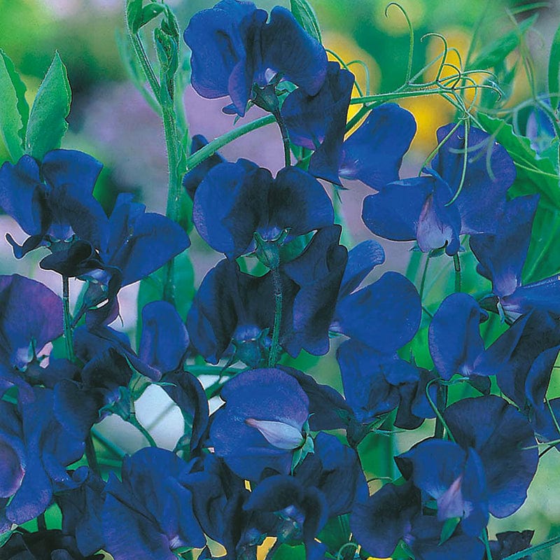 dt-brown FLOWER SEEDS Sweet Pea (Tall) Spencer Blue Velvet Flower Seeds