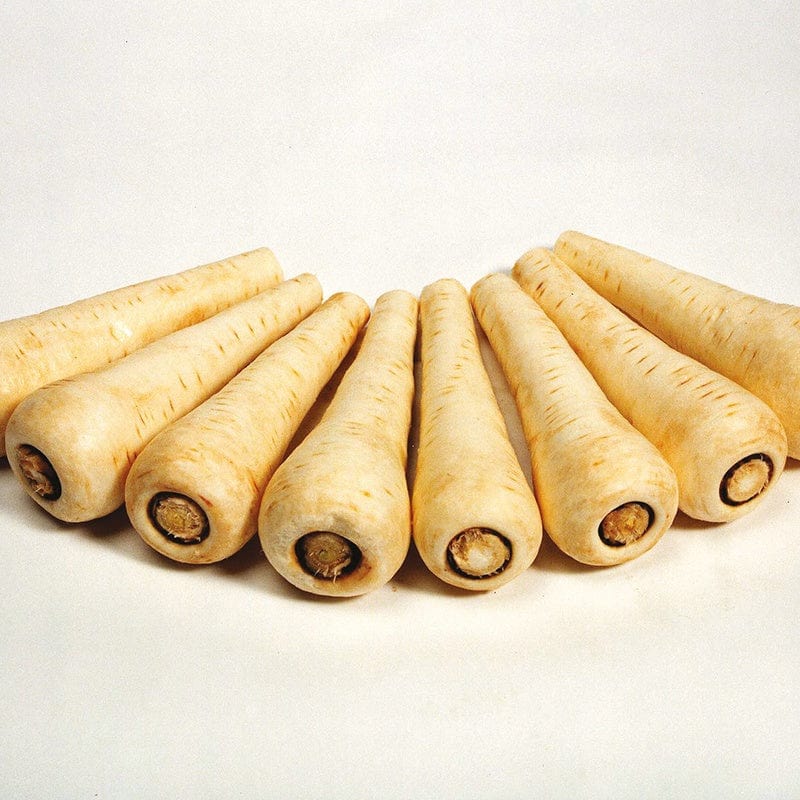 dt-brown VEGETABLE SEEDS Parsnip Countess F1 AGM Seeds
