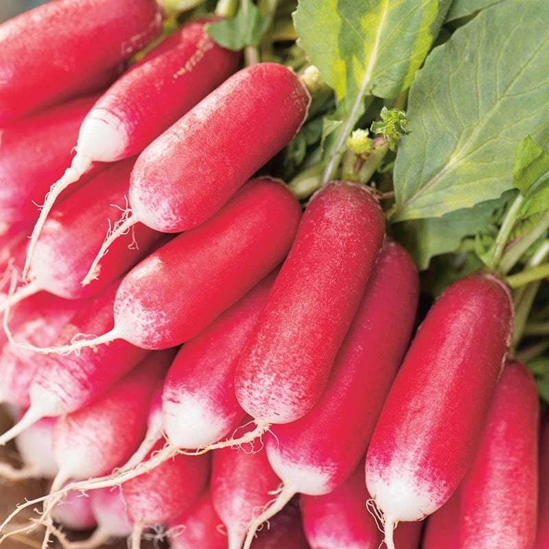 dt-brown VEGETABLE SEEDS Radish French Breakfast 3 AGM Seeds