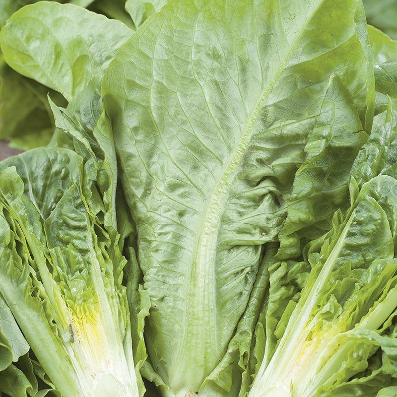 Lettuce Winter Density AGM Seeds