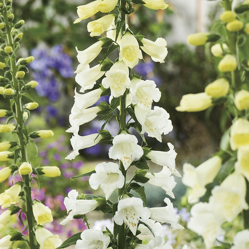 Foxglove Alba Seeds
