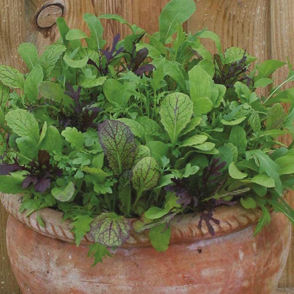 dt-brown VEGETABLE SEEDS Salad Leaves Mixed Spicy