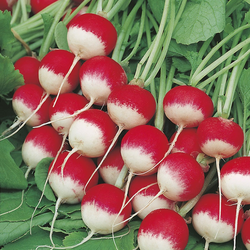 Organic Radish Sparkler Seeds