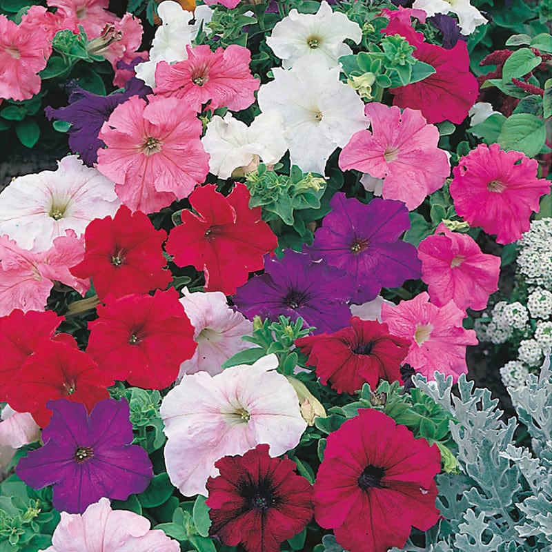 dt-brown FLOWER SEEDS Petunia (Grandiflora) DTB Special Mixed F1 Flower Seeds
