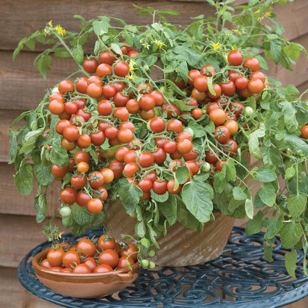 dt-brown VEGETABLE PLANTS Tomato Cherry Falls