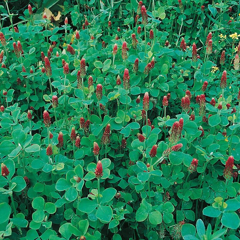 dt-brown VEGETABLE SEEDS Green Manure Crimson Clover Seeds