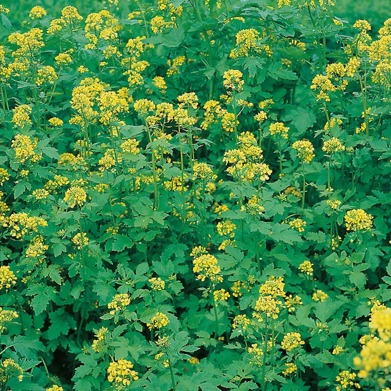 dt-brown VEGETABLE SEEDS Green Manure Mustard (White) Seeds