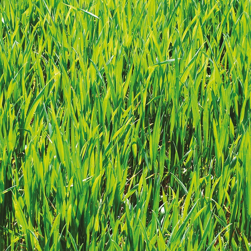 dt-brown VEGETABLE SEEDS Green Manure Winter Rye Seeds
