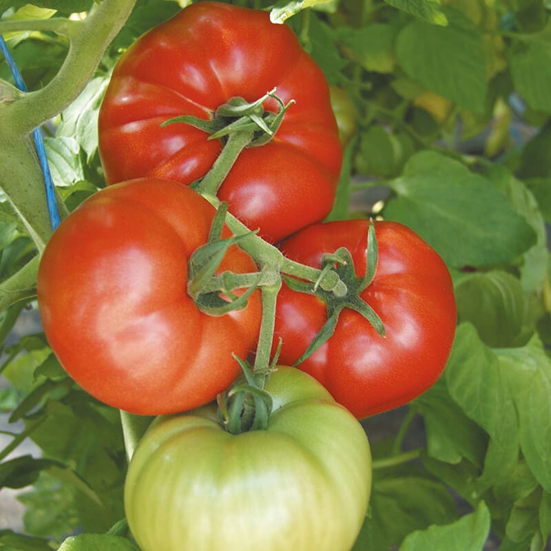 dt-brown VEGETABLE SEEDS Tomato Country Taste F1 Seeds