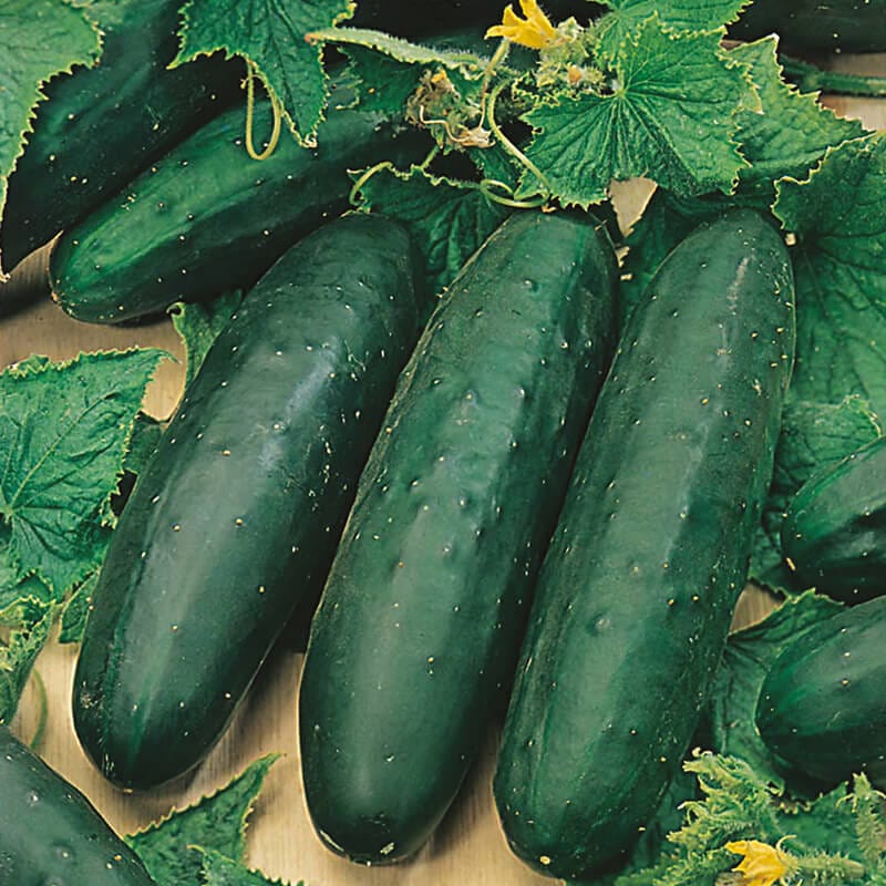 dt-brown VEGETABLE SEEDS Organic Cucumber (Outdoor) Marketmore 76 AGM Seeds