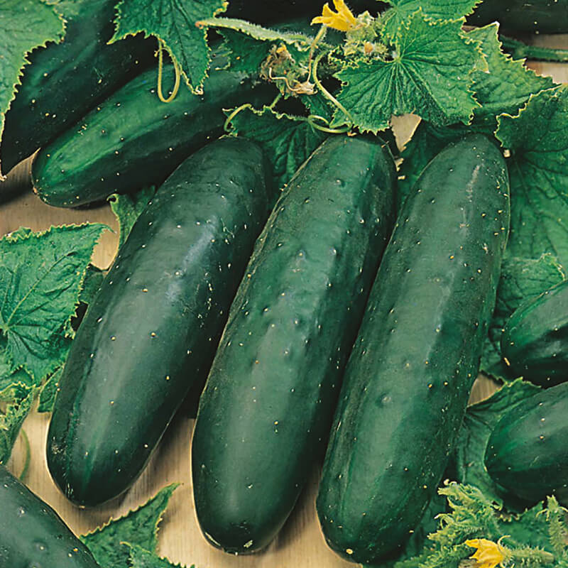 Organic Cucumber Marketmore Seeds