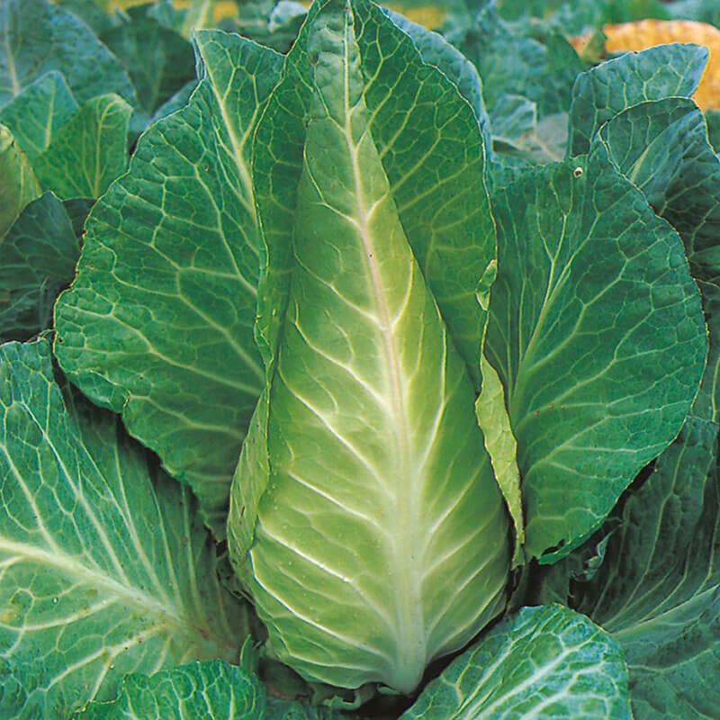 dt-brown VEGETABLE SEEDS Cabbage Filderkraut Seeds