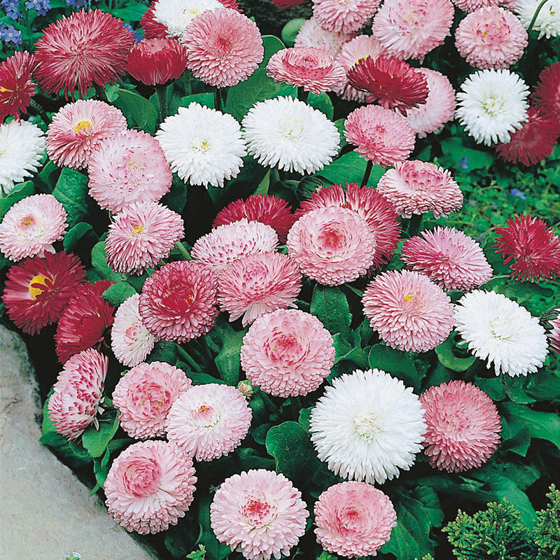 Bellis Goliath Mixed Seeds