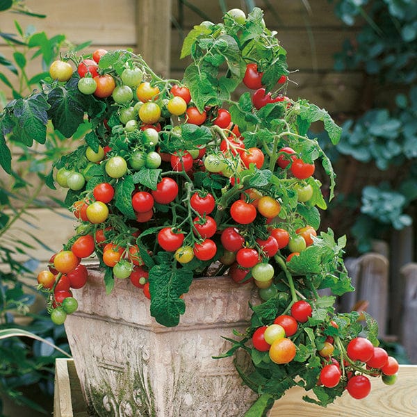 dt-brown VEGETABLE PLANTS 3 x 9cm Potted Plants (EARLY) Tomato Koralik F1 (Cherry) Plants
