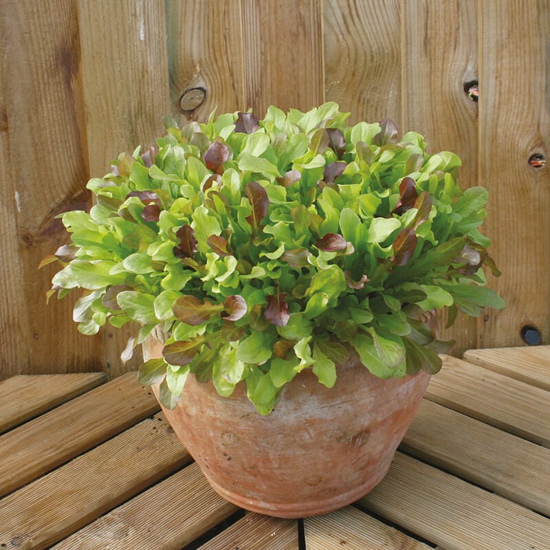 dt-brown VEGETABLE SEEDS Mixed Spicy Salad Leaves Seed Mats