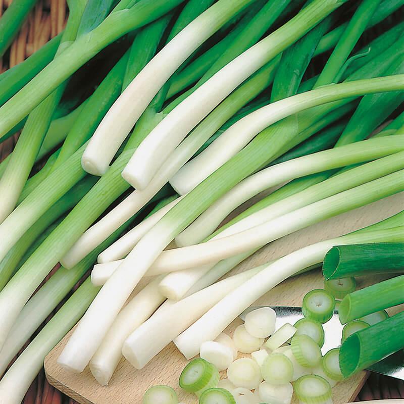 Spring Onion Ishikura Seed Tape