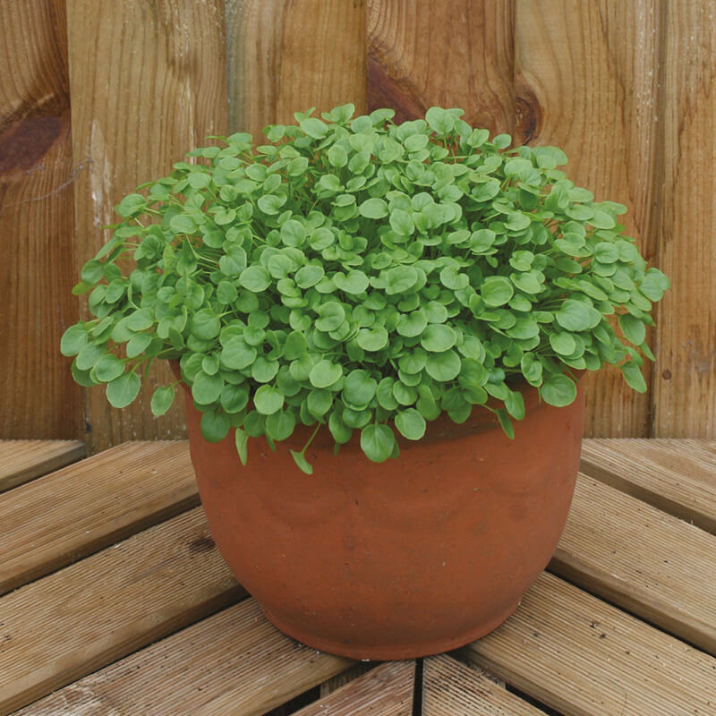 Mixed Rocket Seed Mats