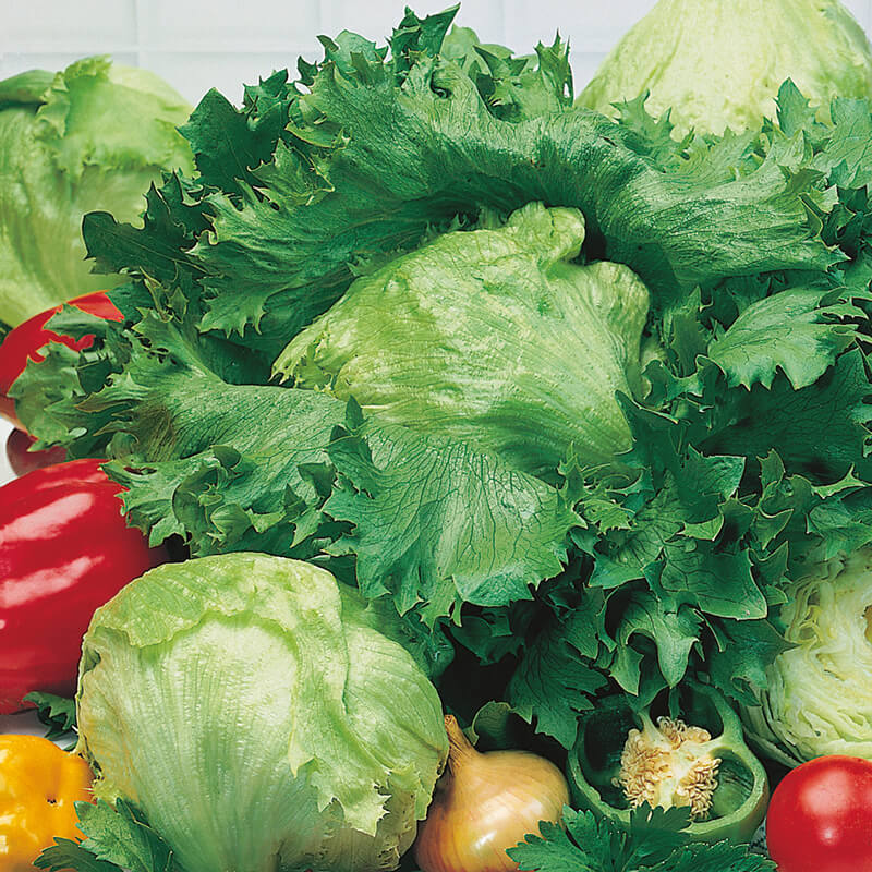 Lettuce Iceberg Seed Tape