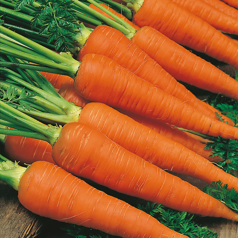 Carrot Autumn King Seed Tape