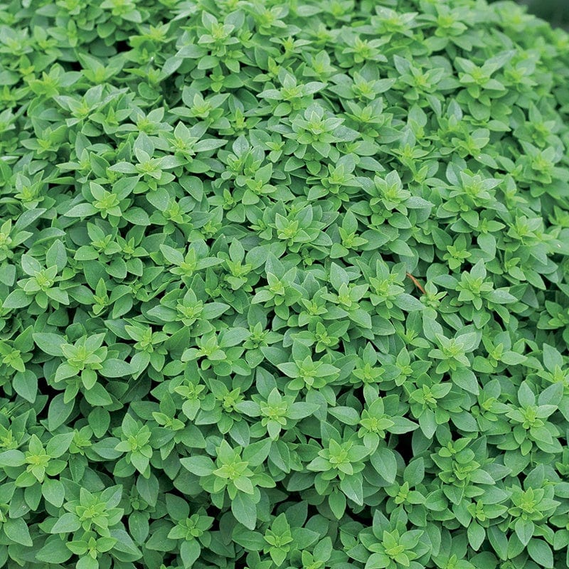 dt-brown VEGETABLE SEEDS Aristotle Basil Herb Seeds