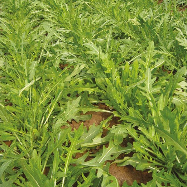 dt-brown VEGETABLE SEEDS Rocket  Tirizia Seeds