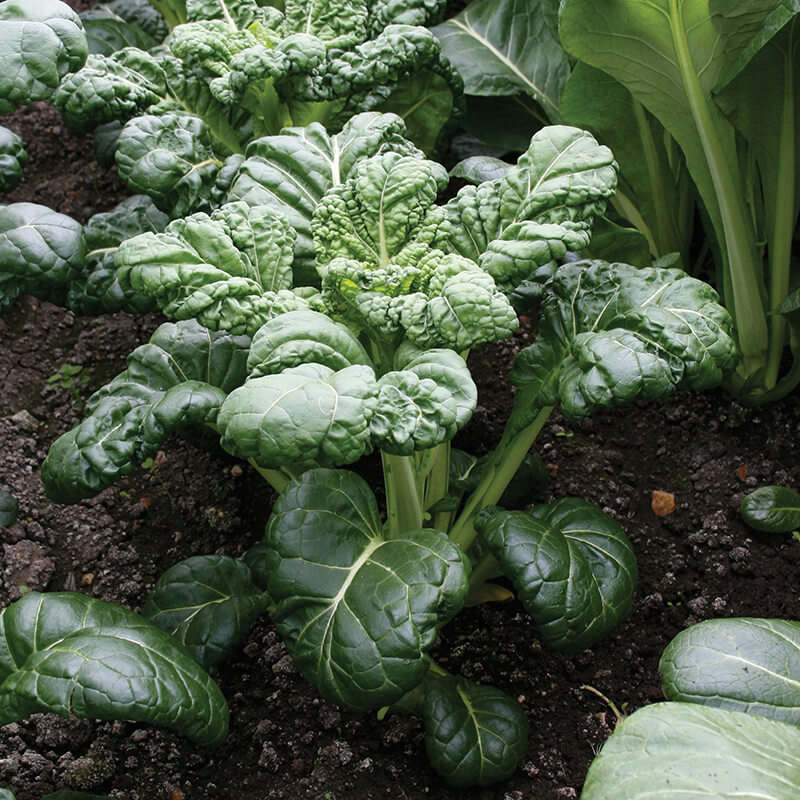 Tatsoi Emperor's Savoy Seeds
