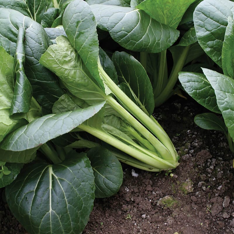 dt-brown VEGETABLE SEEDS Japanese Spinach Hohei F1 Seeds