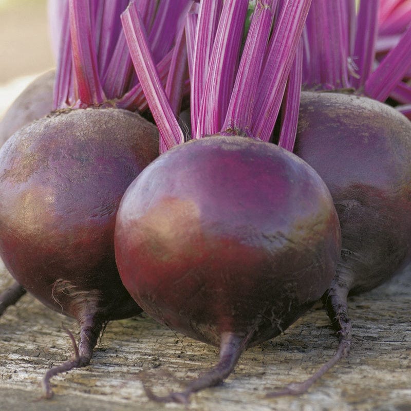 dt-brown VEGETABLE SEEDS Beetroot Bettollo F1 Seeds