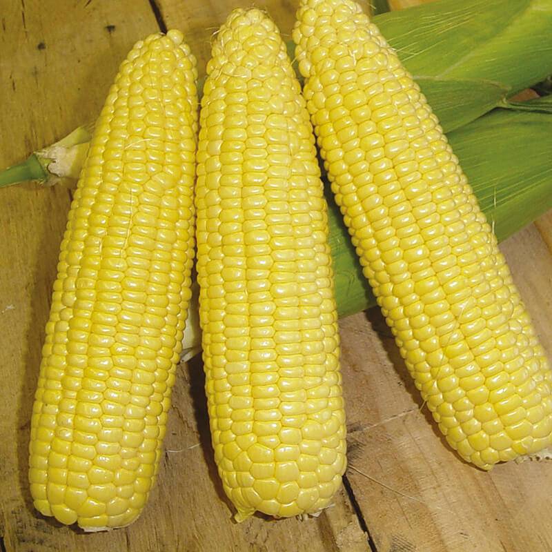 Sweet Corn Mirai Long 130 F1 Seeds