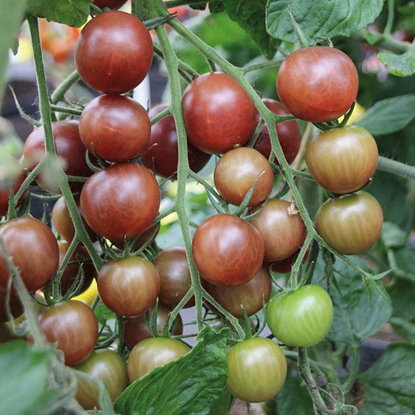 dt-brown VEGETABLE SEEDS Tomato Chocolate Cherry Seeds