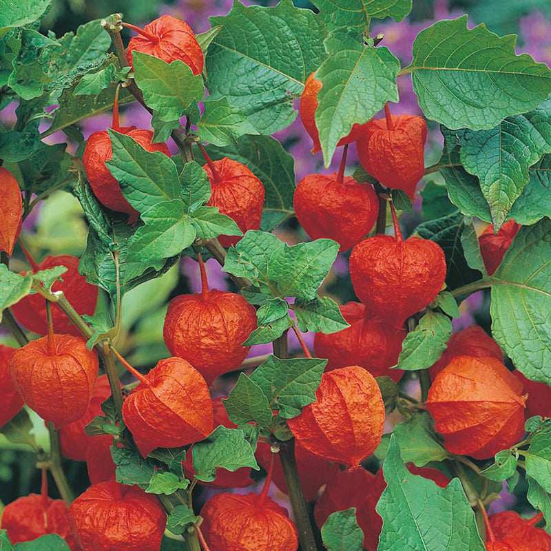 Chinese Lantern Seeds