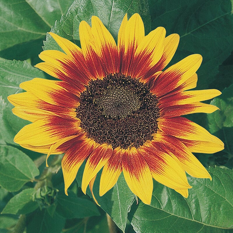 Sunflower (Tall) Ring of Fire Flower Seeds