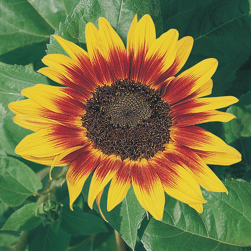 Sunflower Ring of Fire Seeds