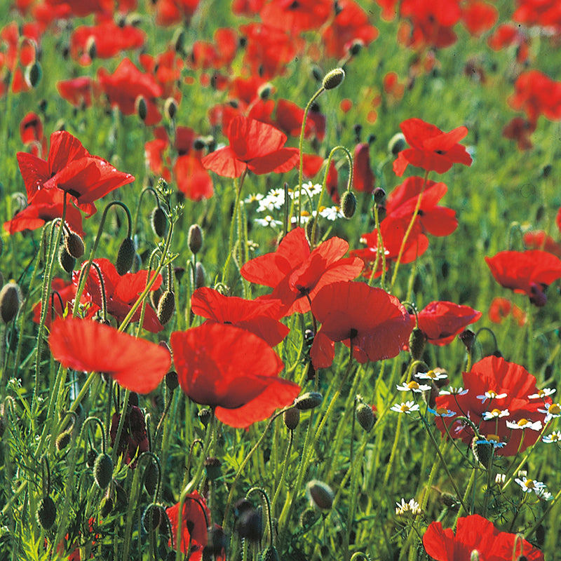 Wild Corn Poppy Seeds