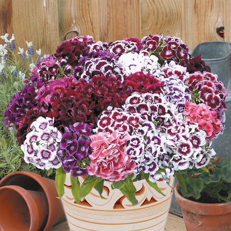 dt-brown FLOWER SEEDS Sweet William Electron Mixed Flower Seeds