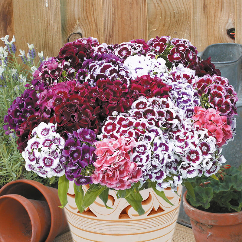 Sweet William Electron Mixed Seeds