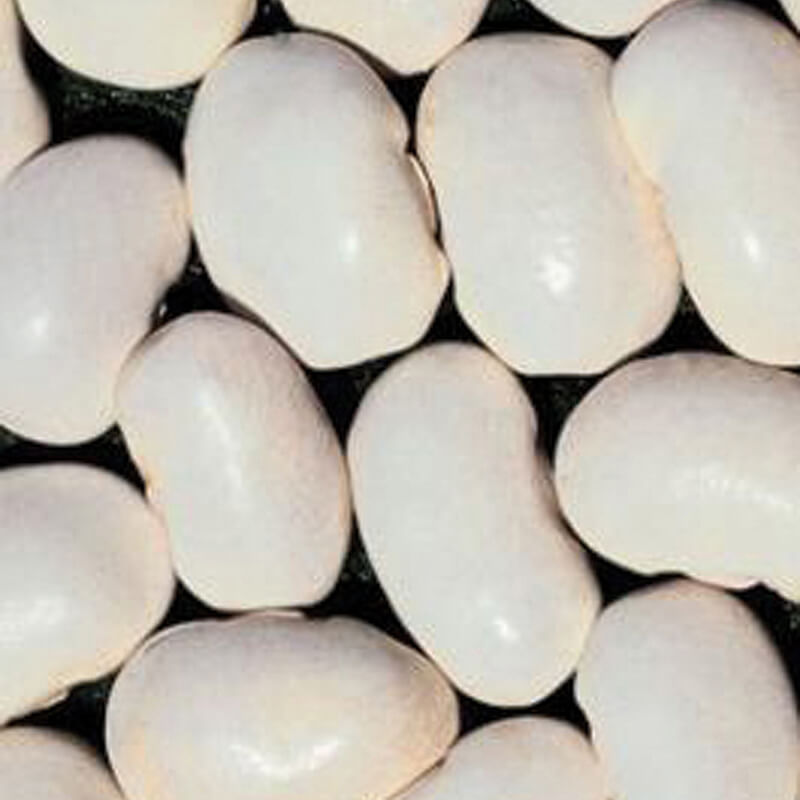 Shelling Bean Spagna Bianco Seeds