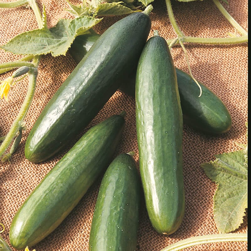 dt-brown VEGETABLE SEEDS Cucumber La Diva Seeds