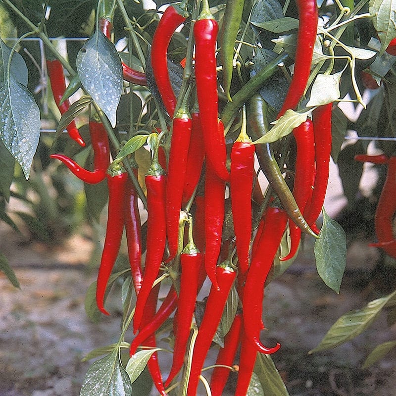 dt-brown VEGETABLE SEEDS Pepper (Hot) Fuego F1 AGM Seeds