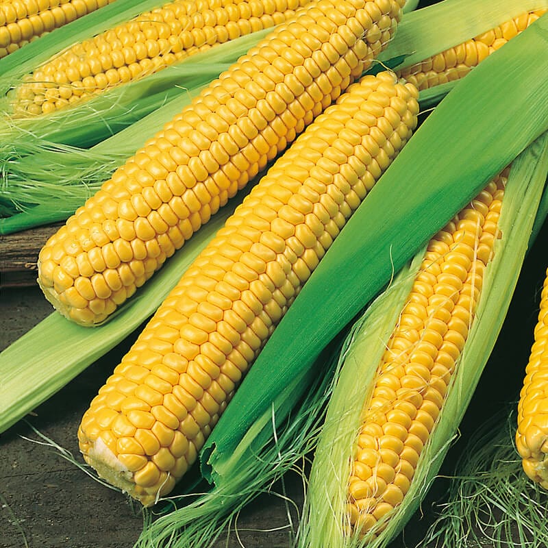 dt-brown VEGETABLE SEEDS Sweetcorn Bodacious RM F1 Seeds