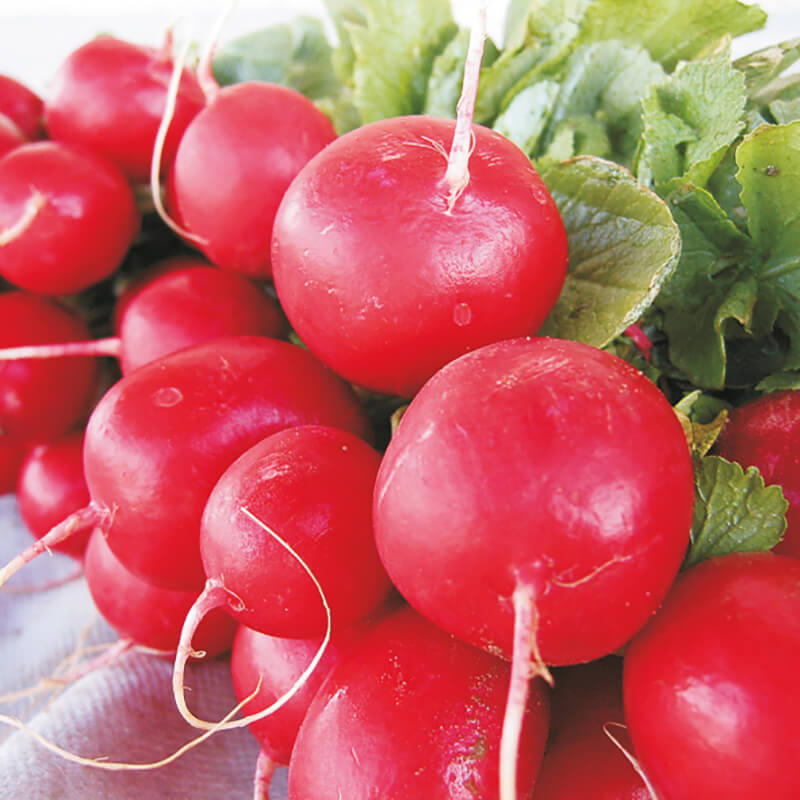 Radish Escala F1 Seeds