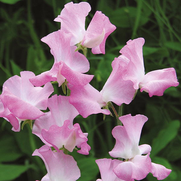 Sweet Pea Gwendoline Seeds