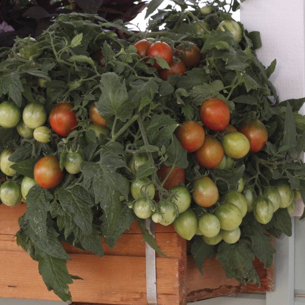 dt-brown VEGETABLE SEEDS Tomato (Cherry) Tumbling Tiger Seeds