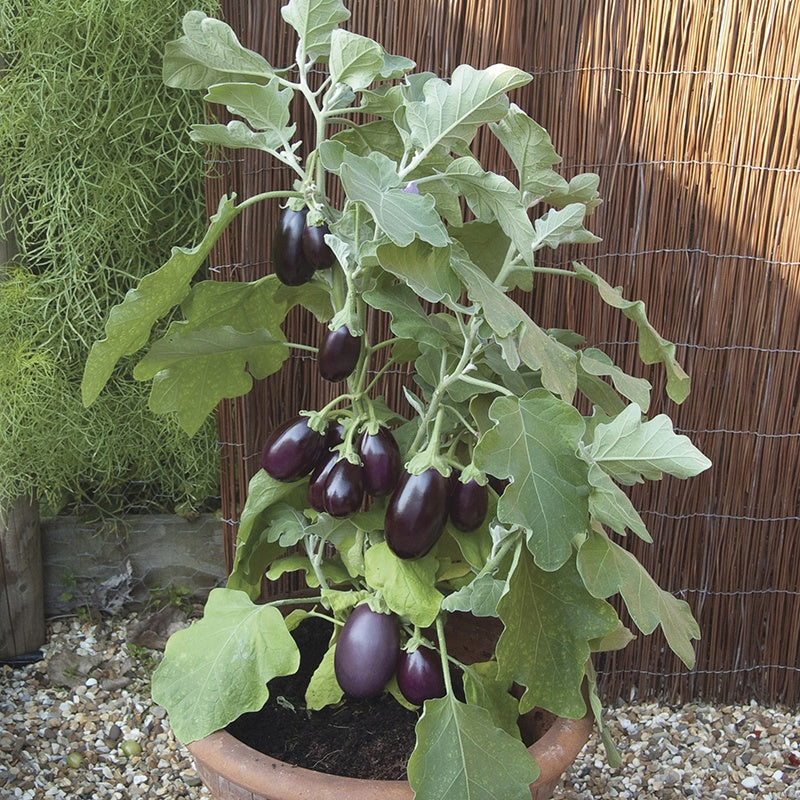 Aubergine Pot Black Seeds