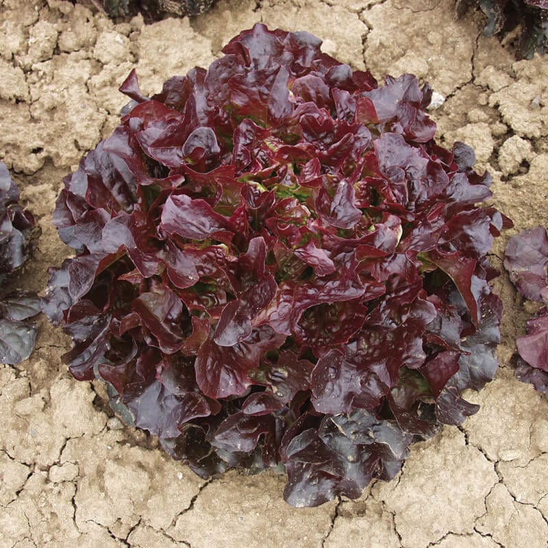 dt-brown VEGETABLE SEEDS Lettuce Navara Seeds